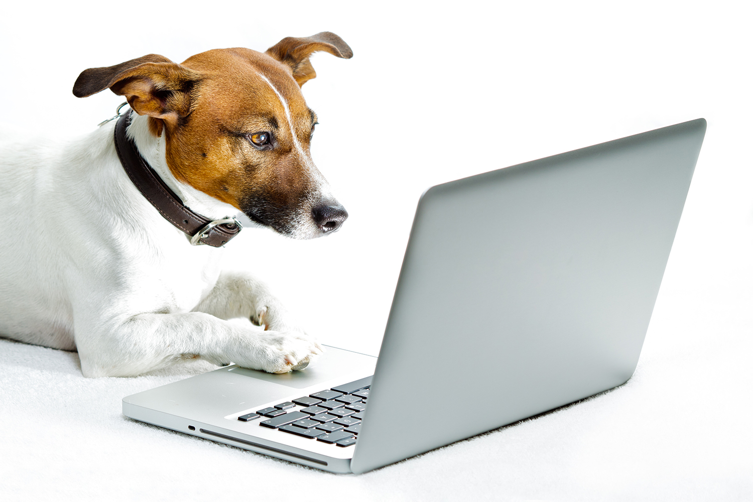 dog_on_computer
